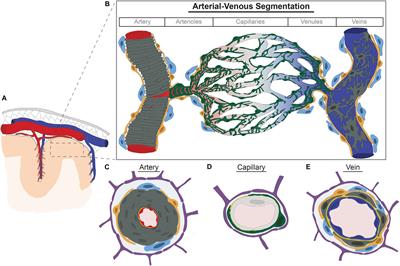 The Expanding Cell Diversity of the Brain Vasculature